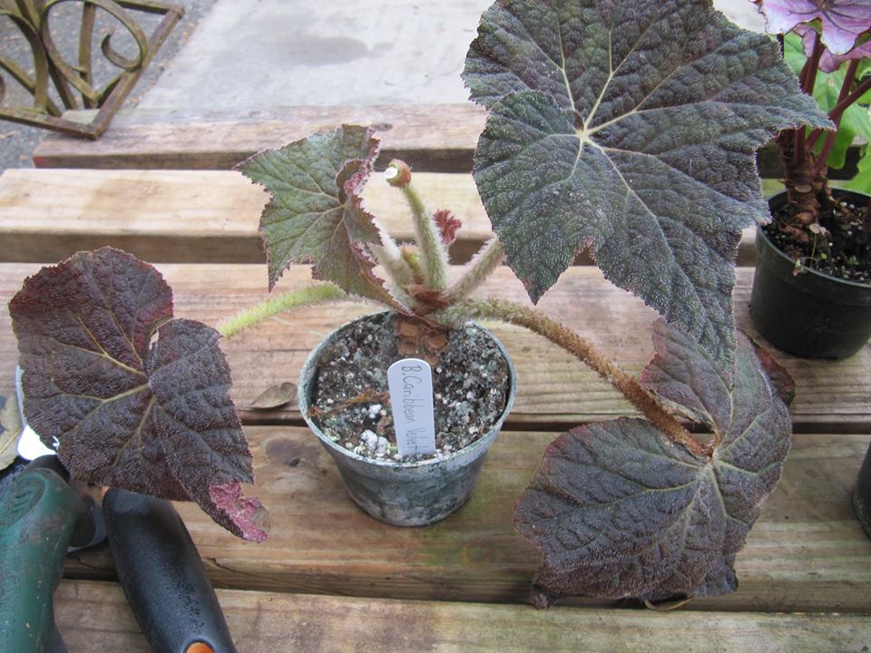 B. ‘Caribbean Velvet’
